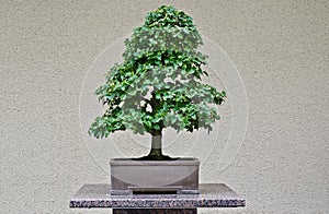 Bonzai tree in a Japanese garden photo