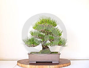 Bonzai Tree on white background