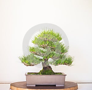 Bonzai Tree on white background
