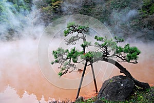 Bonzai trees and hot spring