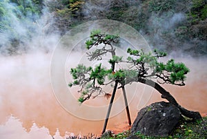 Bonzai trees and hot spring photo