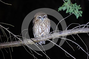 Boo Book Owl