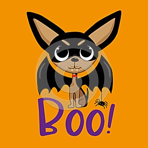 Boo - cute vampire chihuahua dog with little spider. Isloated on orange color background.