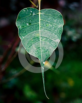 The Boo Tree Leaf Sri Lankan Boo Tree