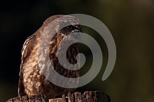 Boobook or barking owl