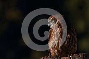 Boobook or barking owl photo