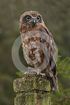 Boobook owl