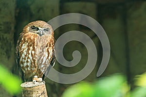 Boobook owl photo