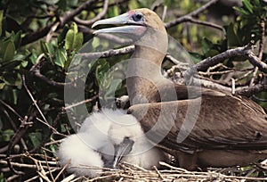 Booby bird with baby