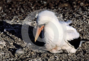 Booby bird with its babies