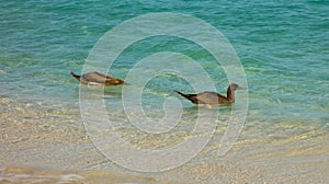 Booby birds bobbing in the caribbean sea