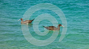 Booby birds bobbing in the caribbean sea