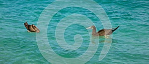 Booby birds bobbing in the caribbean sea