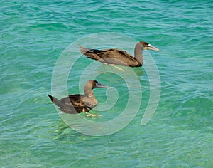 Booby birds bobbing in the caribbean sea