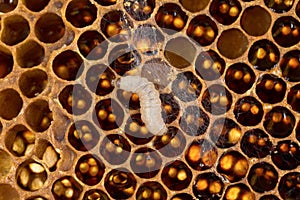 Bood comb and wax moth larvae