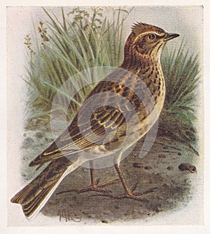 Vintage illustration of a Skylark bird