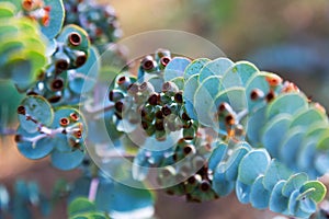 Book-leaf mallee plant