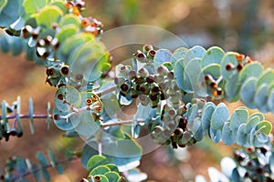 Book-leaf mallee plant