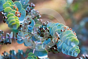 Book-leaf mallee plant