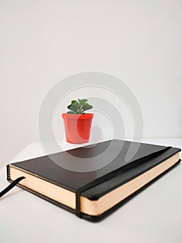 Book and plant in the pot on thw white table