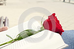 Book and red rose for Sant Jordi, Saint Georges Day, in Cataloni