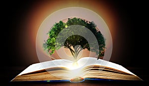 Book or tree of knowledge concept with tree growing from an open book