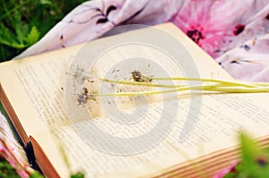Book and white dandelion flowers