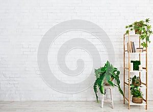 Bookcase with evergreen plants over white wall