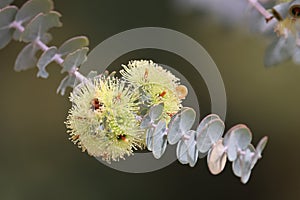 Bookleaf mallee flower Eucalyptus Kruseana Myrtaceae Western Australia