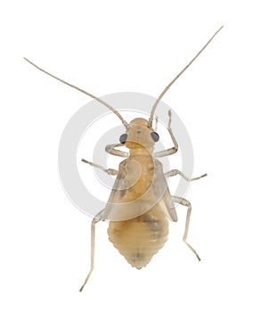 Booklouse, Psocoptera isolated on white background photo
