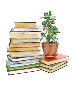 Books and a green plant (Crassula)