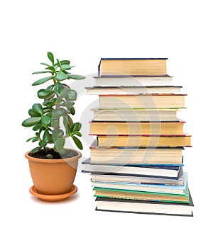 Books and green plant isolated on white background