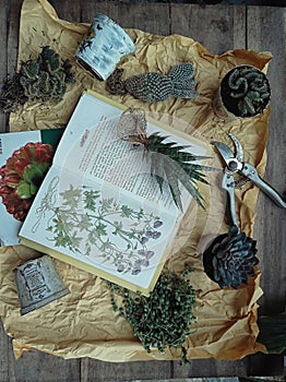 Books, succulent, decoupage pot on gardening stilllife