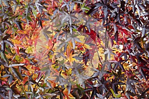 Boom met herfstbladeren