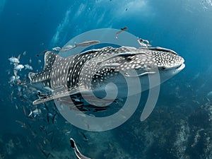 Boom. Whale Shark. Rhincodon typus