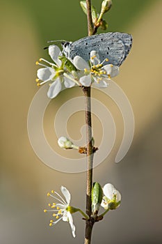 Boomblauwtje, Holly Blue