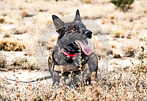 Boomer Dutch Shepherd