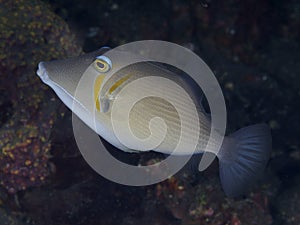 Boomerang triggerfish