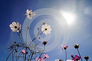 Booming Cosmos flower in garden with the sun.,  a plantation of cosmos flowers and blue sky.