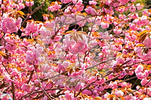 Booming double cherry blossom