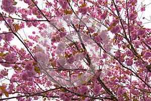 Booming double cherry blossom branches