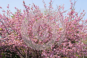 Booming double cherry blossom branches in the blue sky