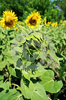 Before booming, floral pattern, beauty in nature, healthy lifestyles, yellow flowers, healthy, eco-food, green bud sunflower, seas