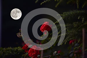 Booming Flowers and a Full Moon