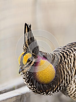 A booming Male Greater Prairie chicken in the spring