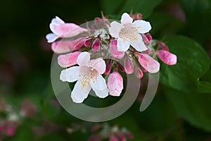 Booming ornamental plant Linnaea amabilis Kolkwitzia amabilis.