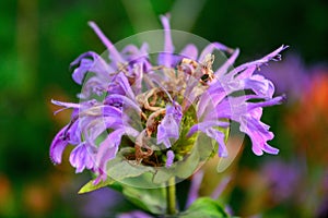 Booming Purple Lavender Horsemint Flower, Bee Balm, Oswego Tea, Bergamot, Monarda Plant