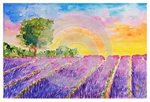 Booming Violet Lavender Field and Single Tree at Sunset