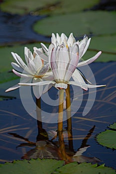 Booming white Lotus in the pond in daytime