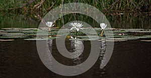 Booming white Lotus in the pond in daytime